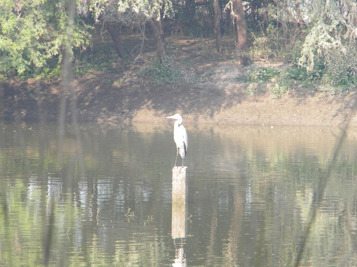 Gray Heron - ML399699321