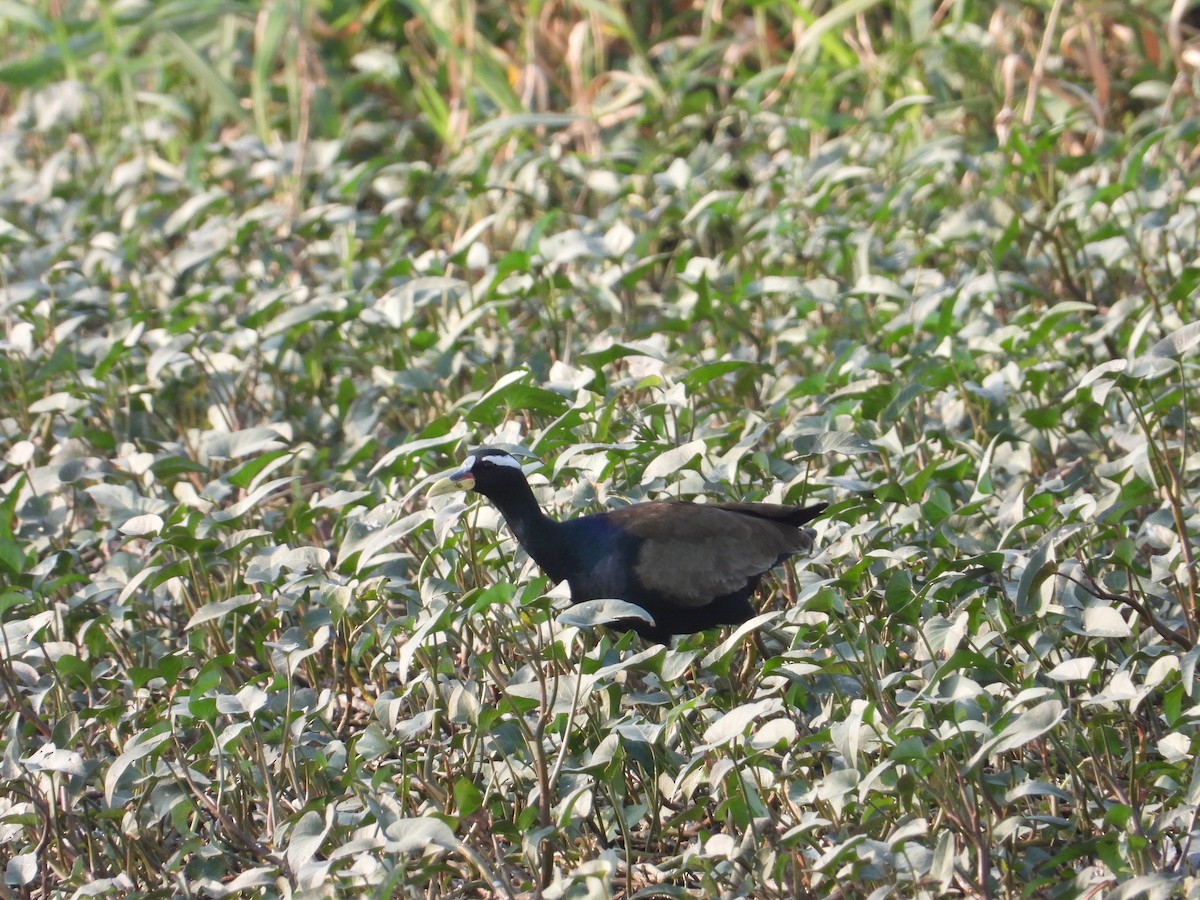 Bronze-winged Jacana - ML399699401