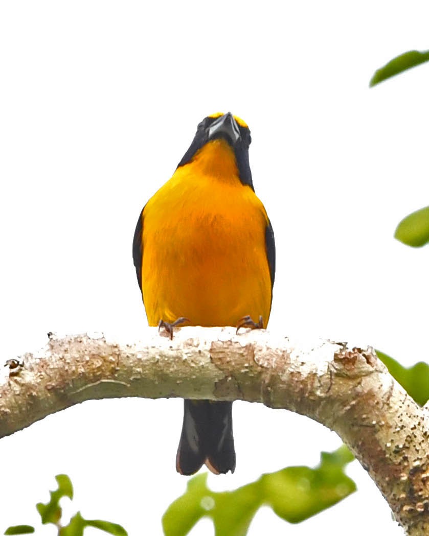 Thick-billed Euphonia - ML399699611