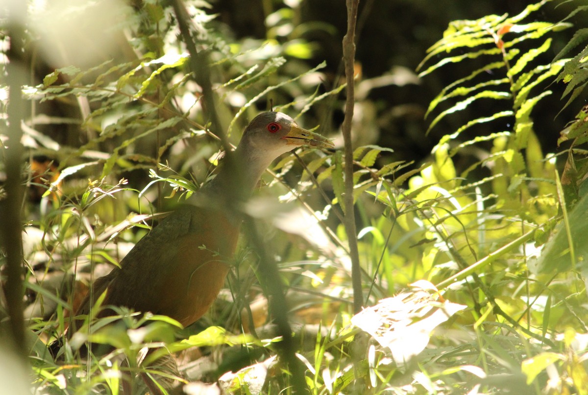 Gray-cowled Wood-Rail - Miguel  Magro