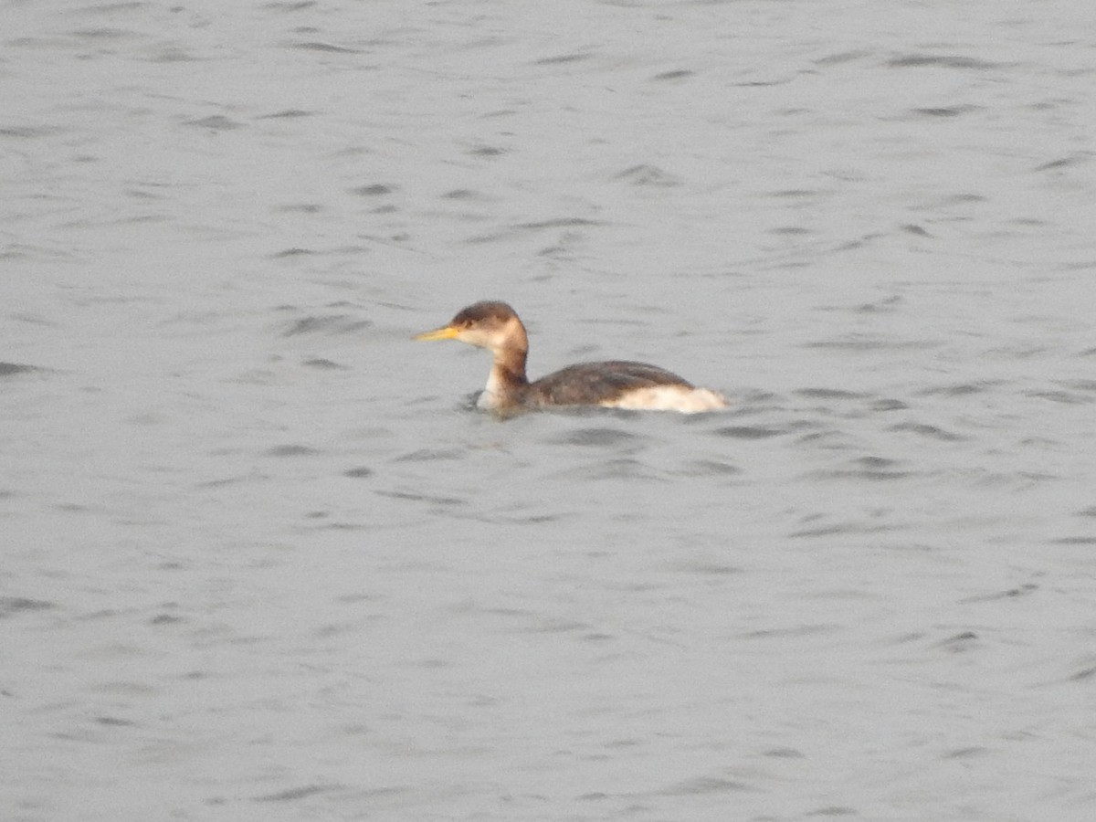 Red-necked Grebe - ML399700351