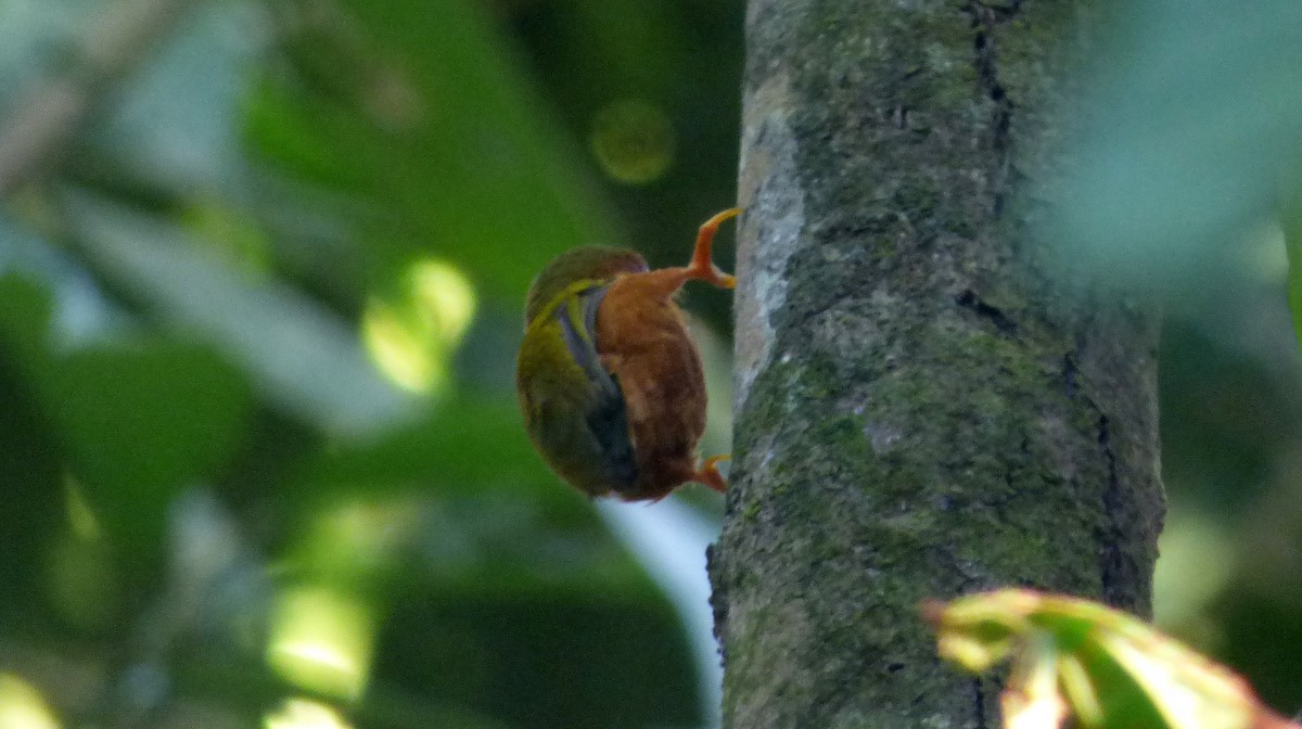 Rufous Piculet - ML39970291