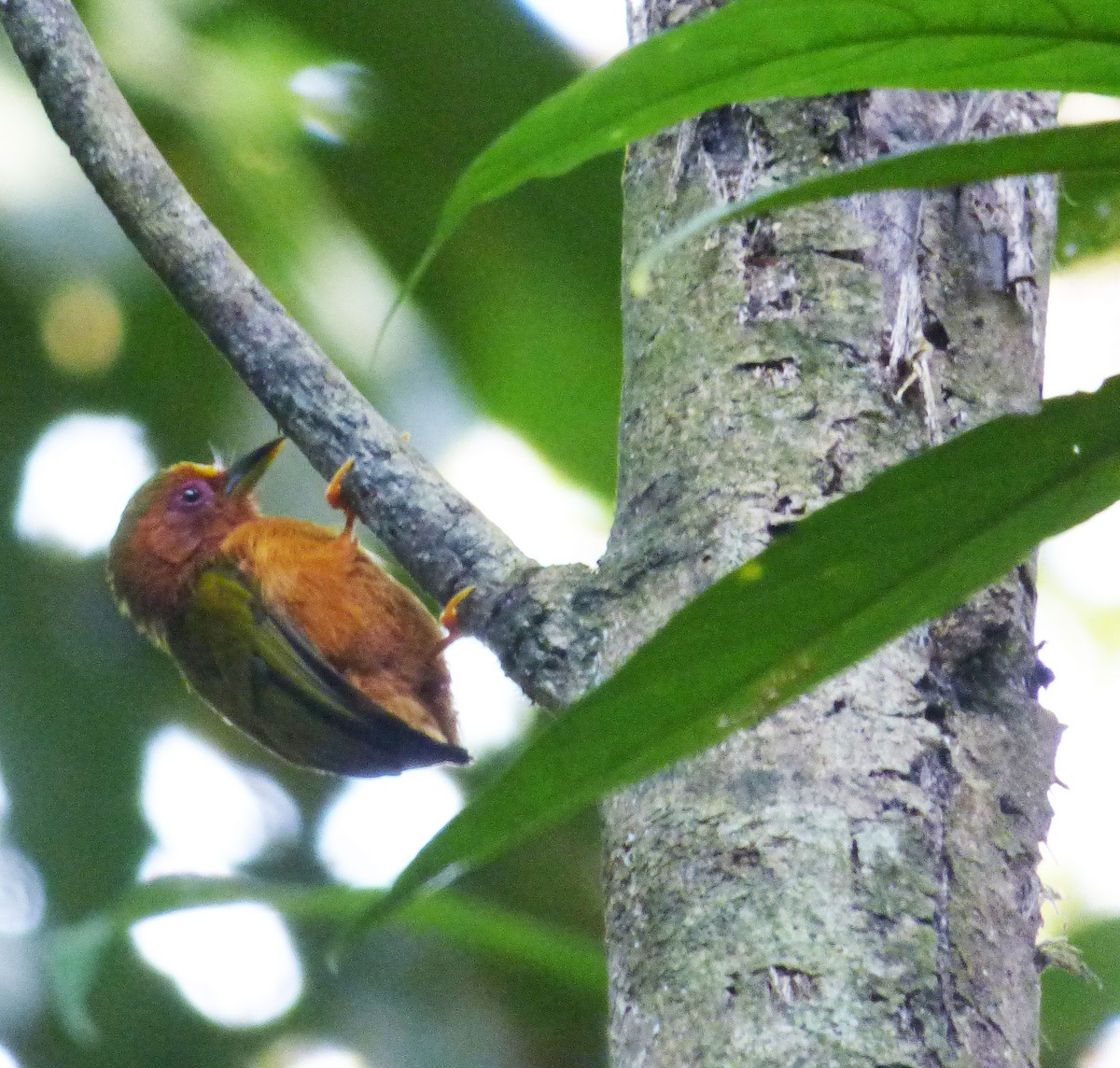 Rufous Piculet - ML39970401