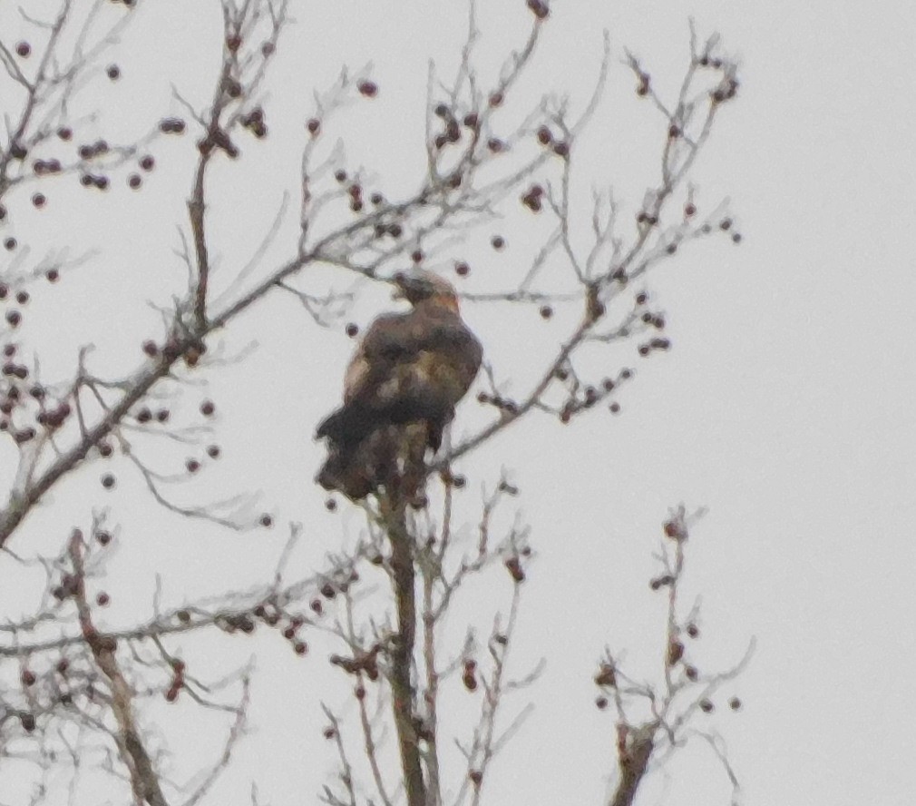 Golden Eagle - Allan Trently