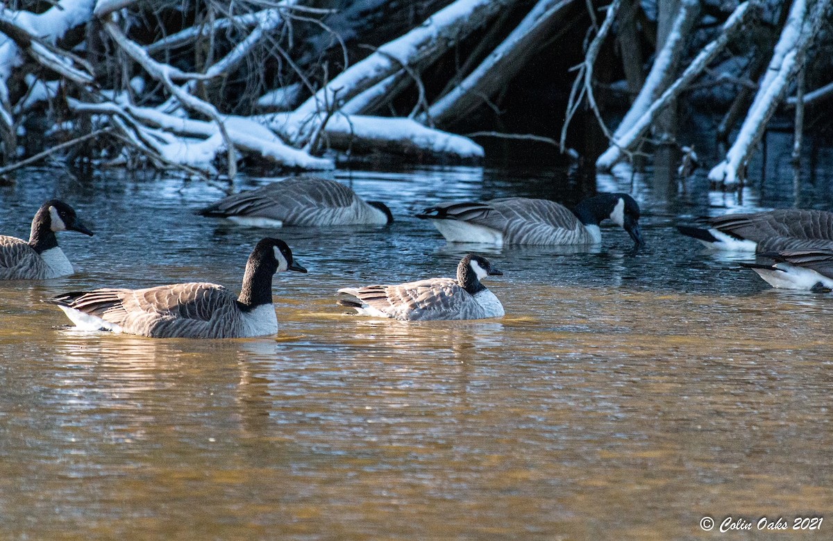 Cackling Goose - Kristyn Ferguson