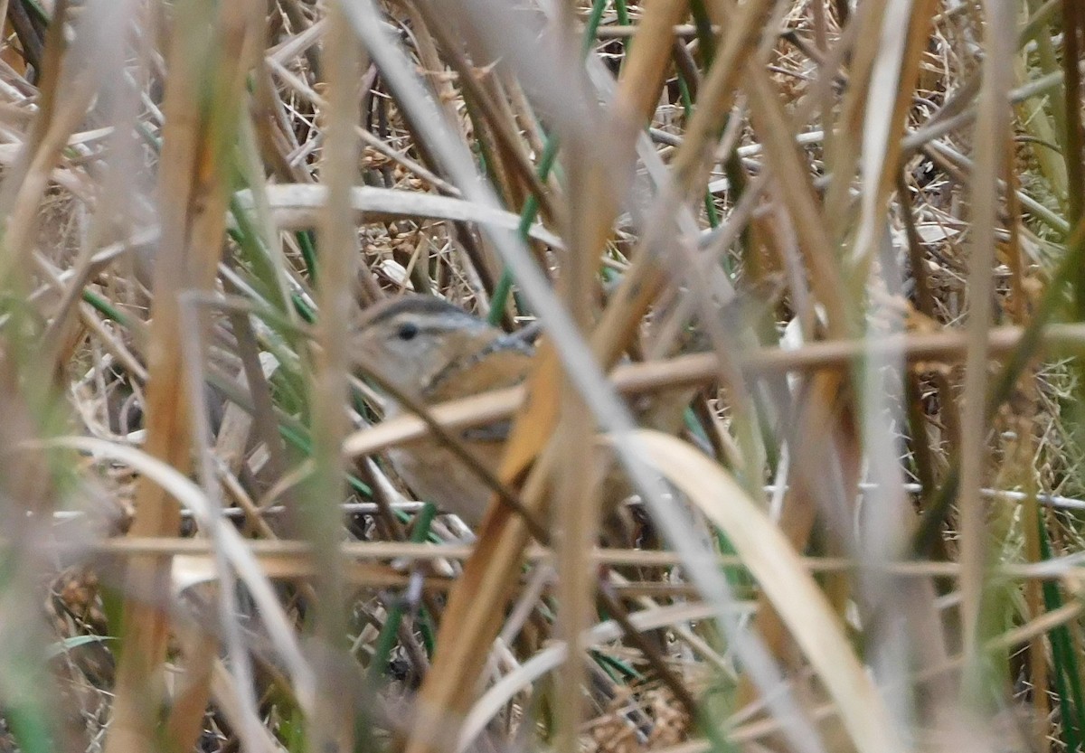 Marsh Wren - Allan Trently