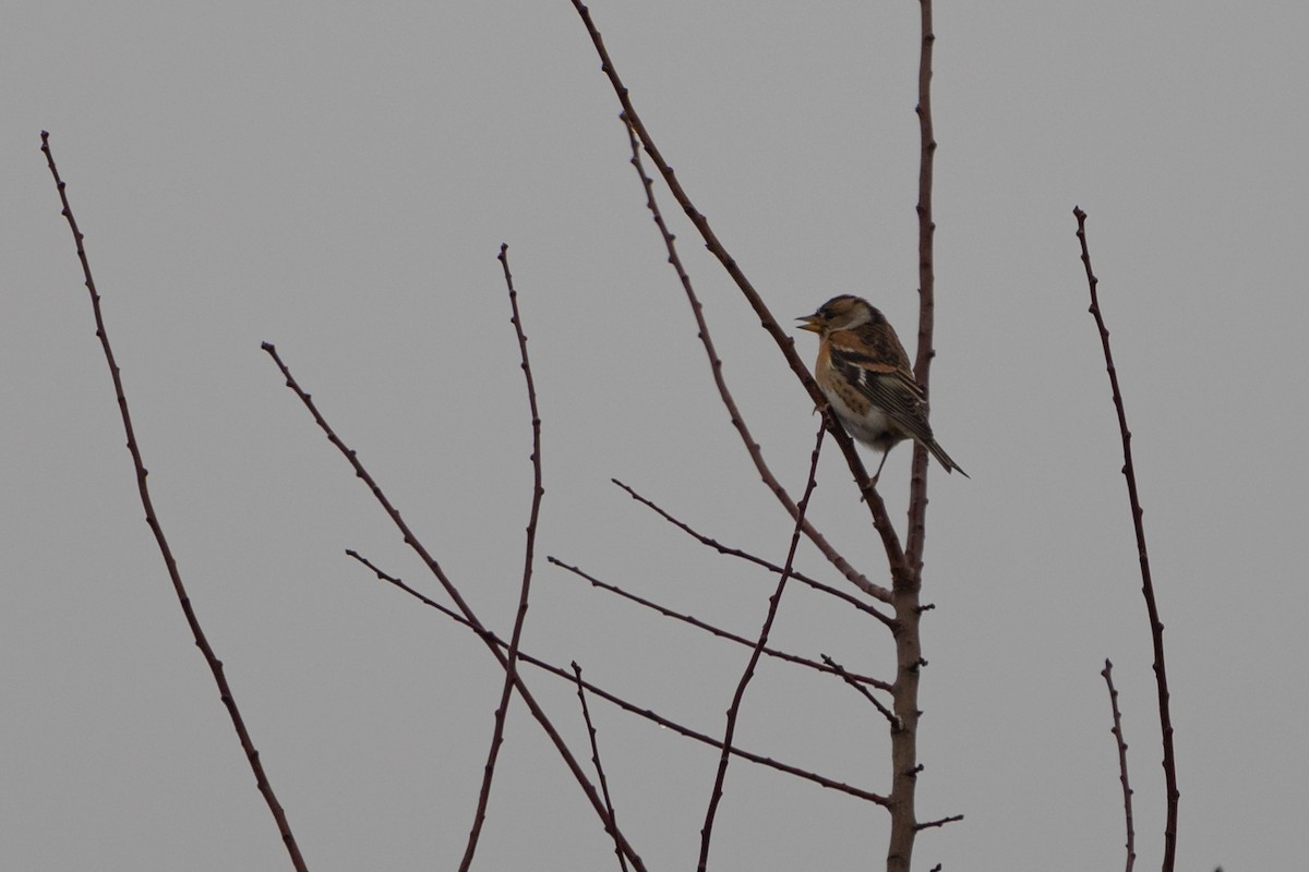 Brambling - ML399706011