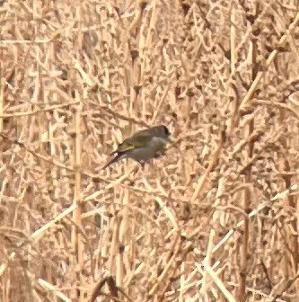 Lawrence's Goldfinch - ML399708771