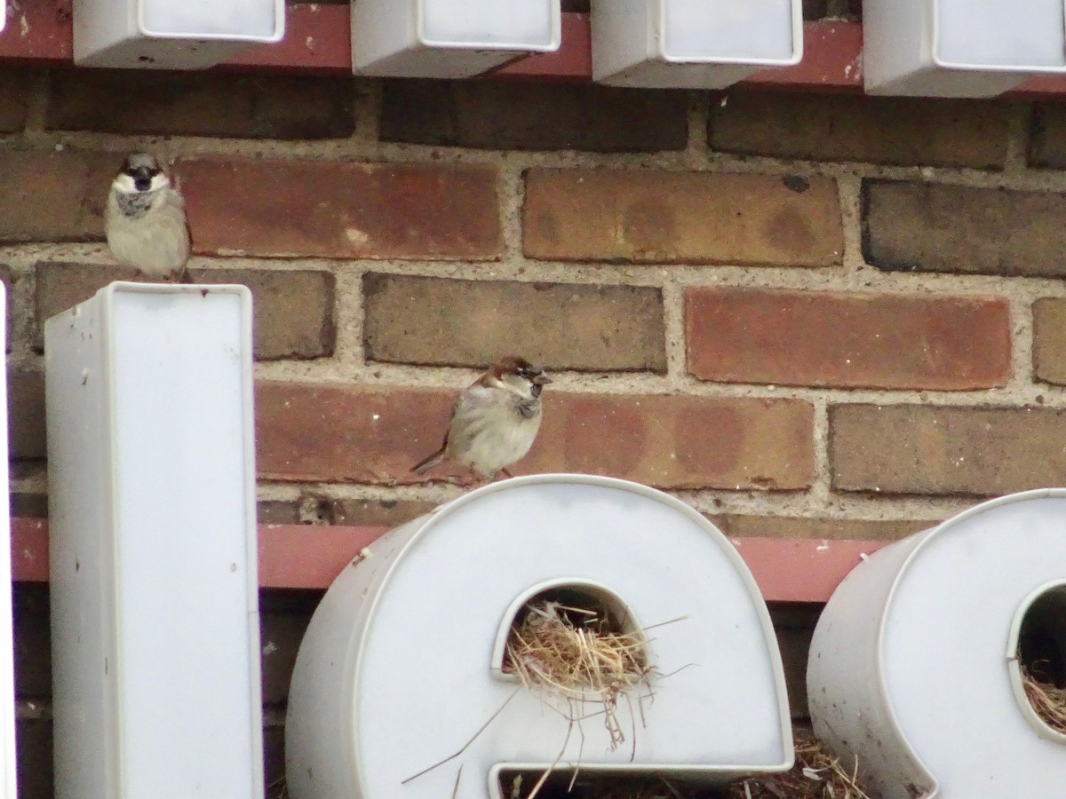 House Sparrow - ML399709101