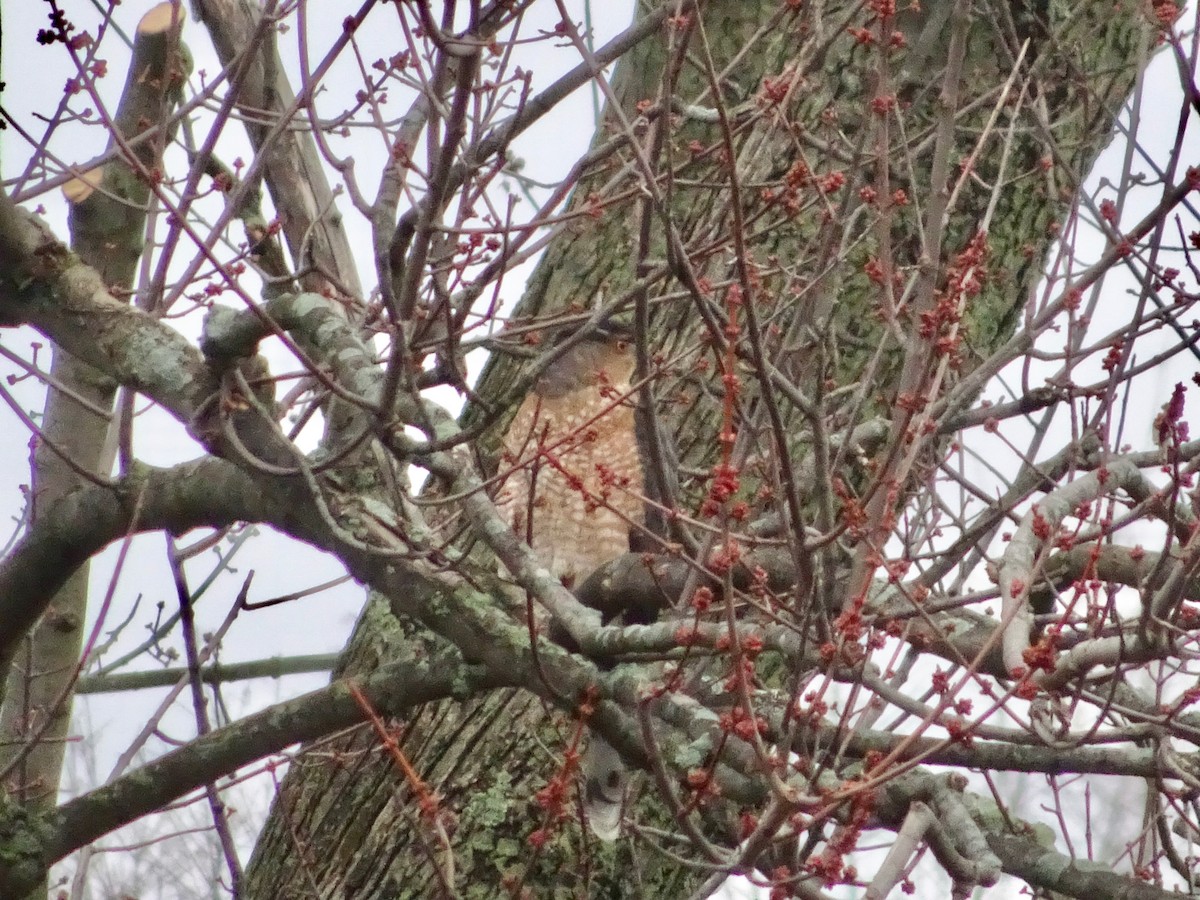 Cooper's Hawk - Jassen & Laura T.