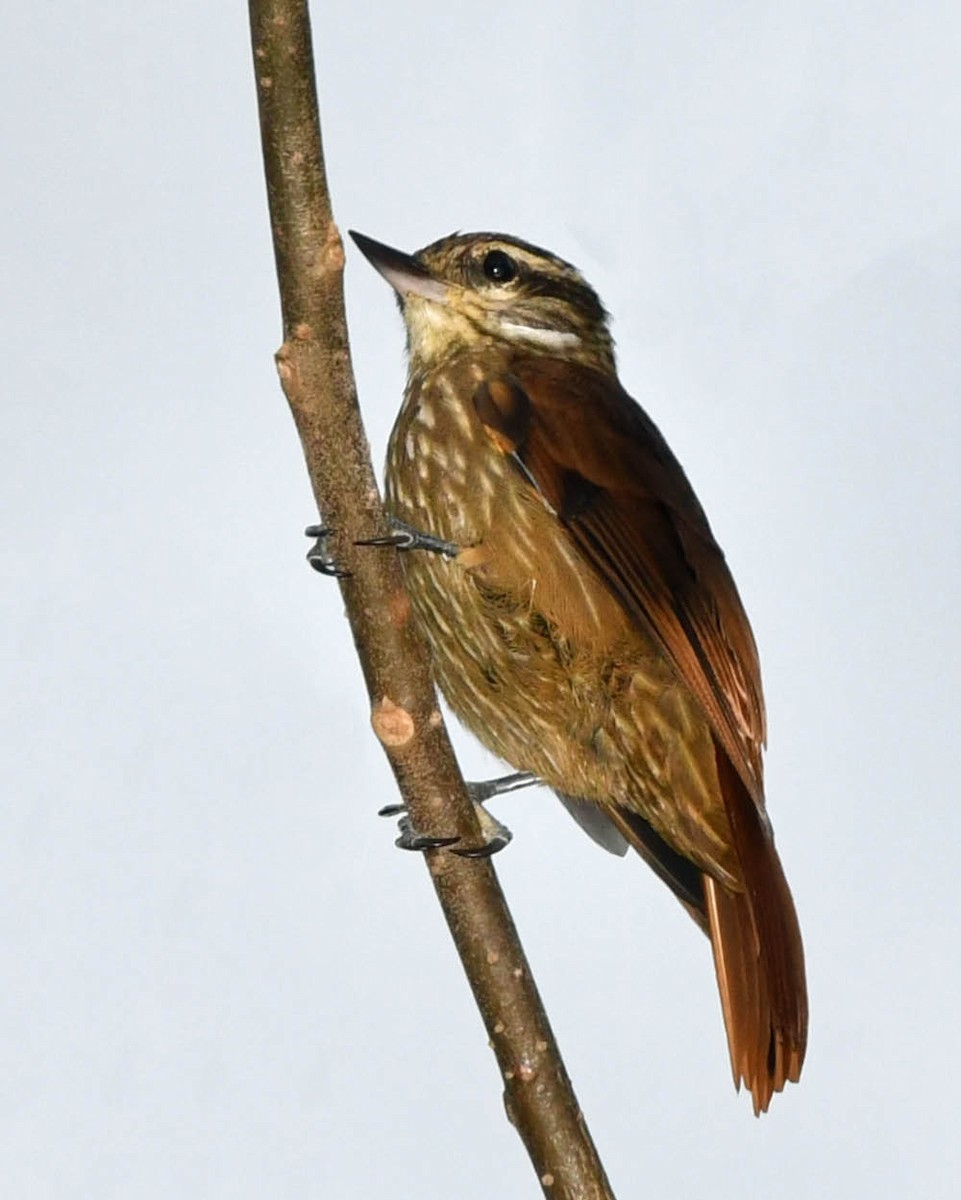 Streaked Xenops - ML399709751