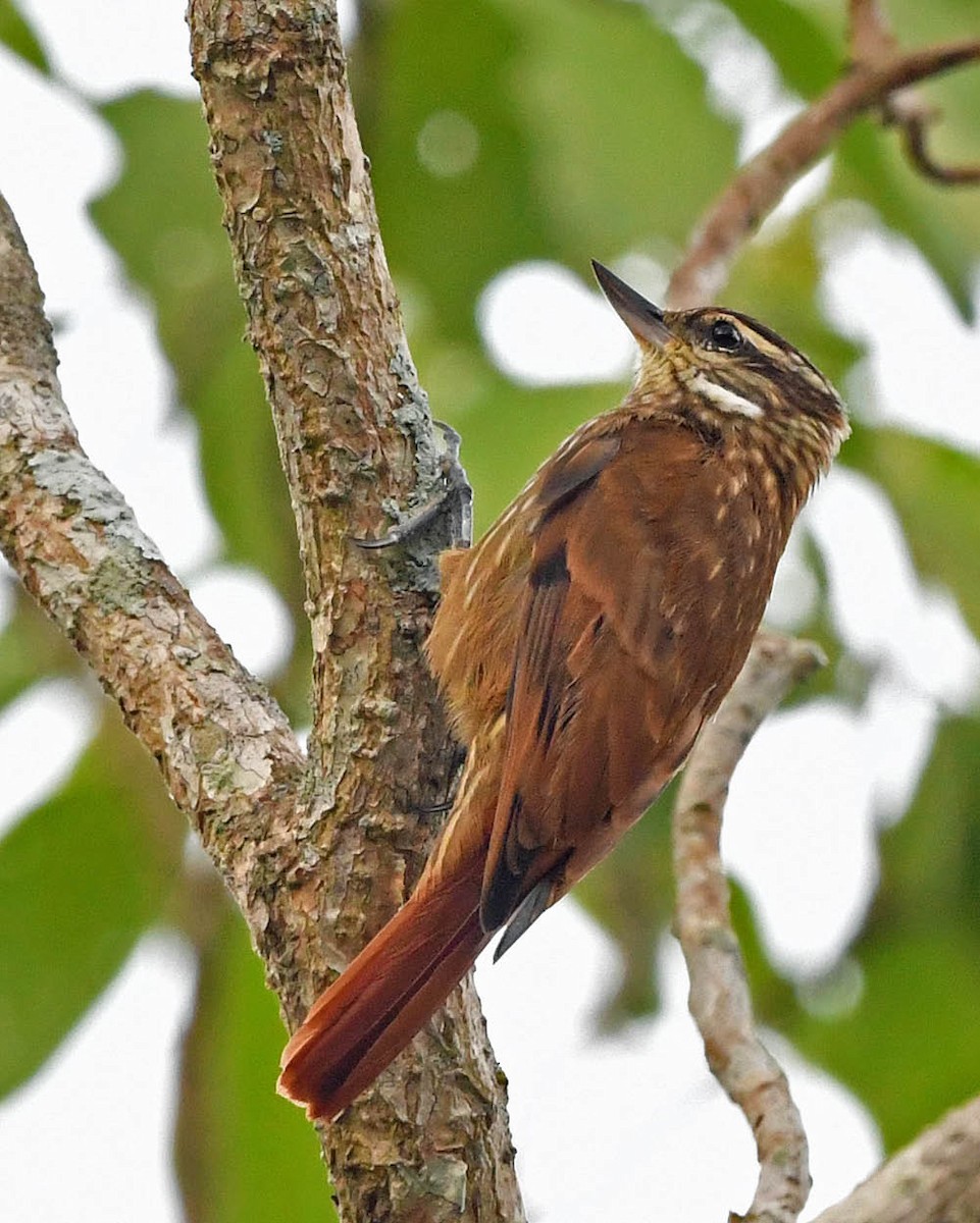 Streaked Xenops - ML399709761