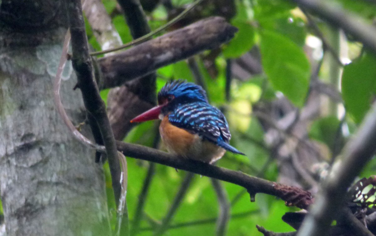 Banded Kingfisher - ML39970981