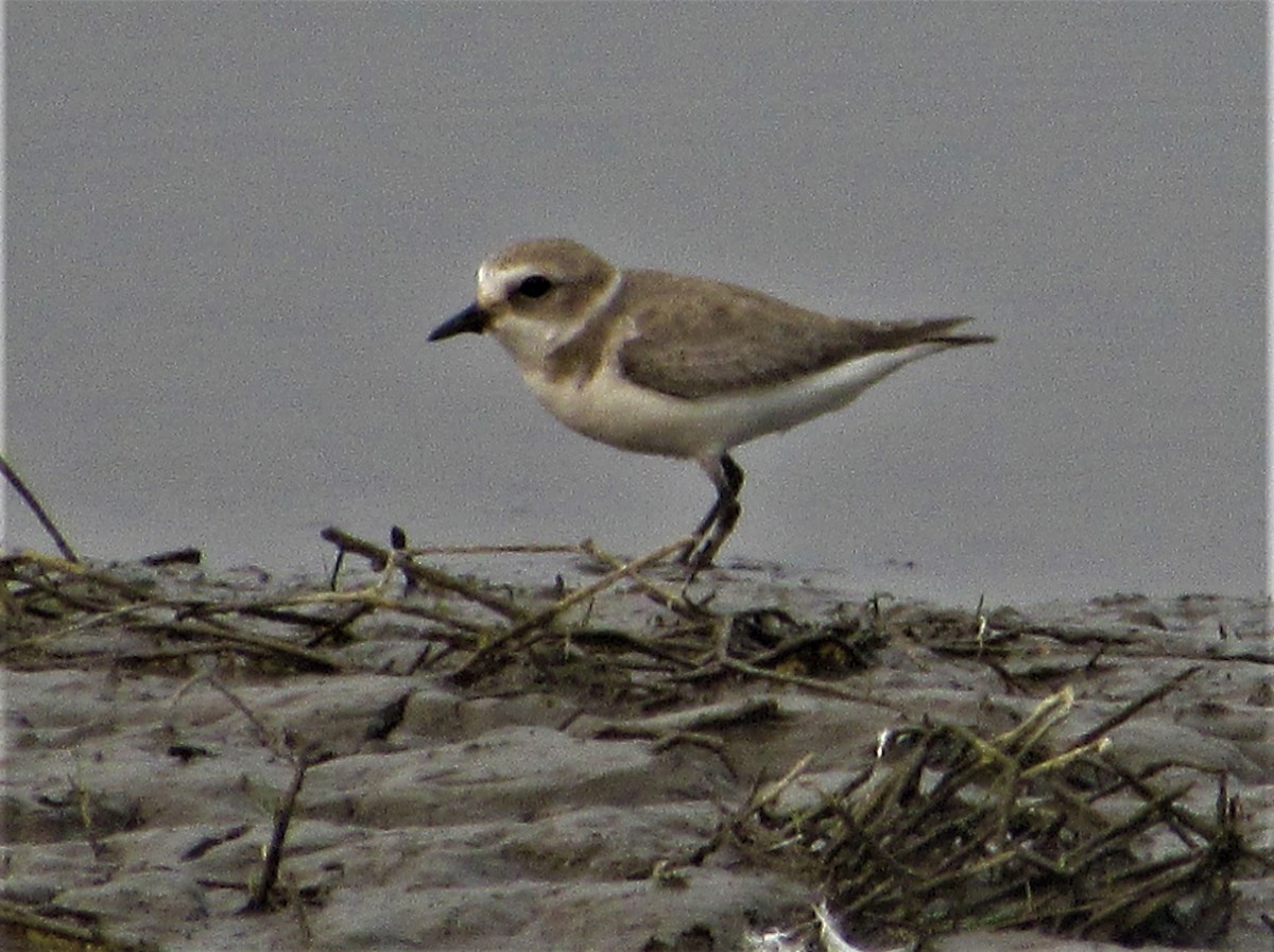 Kentish Plover - ML399710741