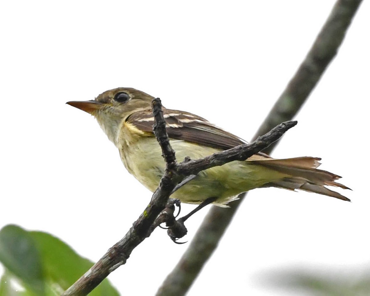 Alder Flycatcher - ML399712521