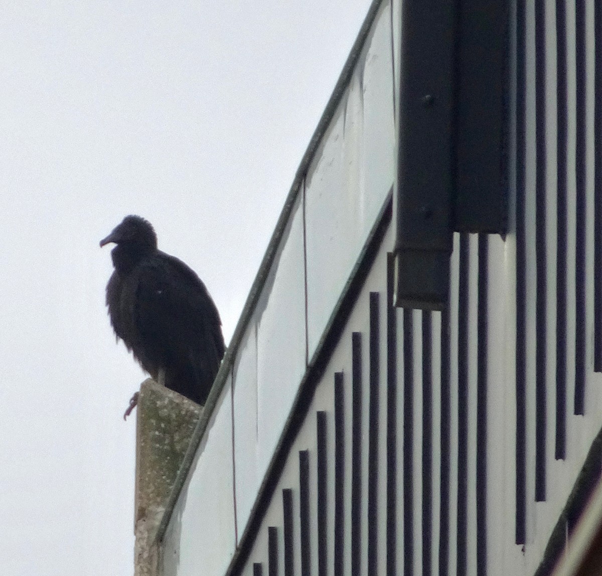 Black Vulture - ML399712621