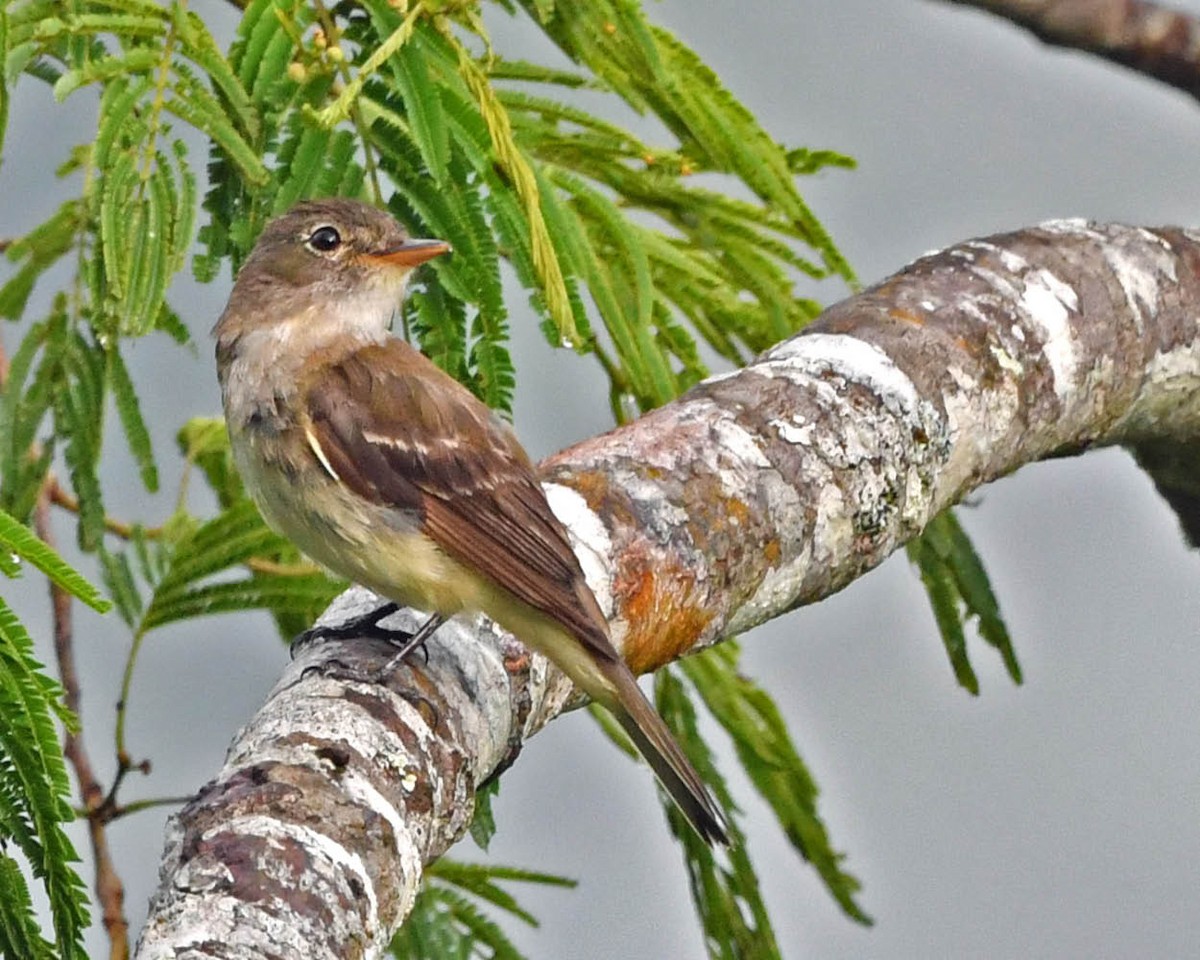 Alder Flycatcher - ML399713781