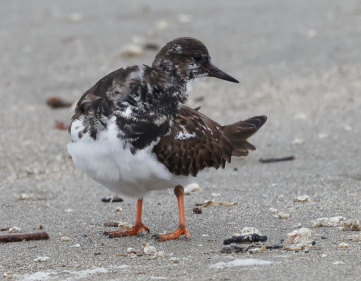 Ruddy Turnstone - ML399714731