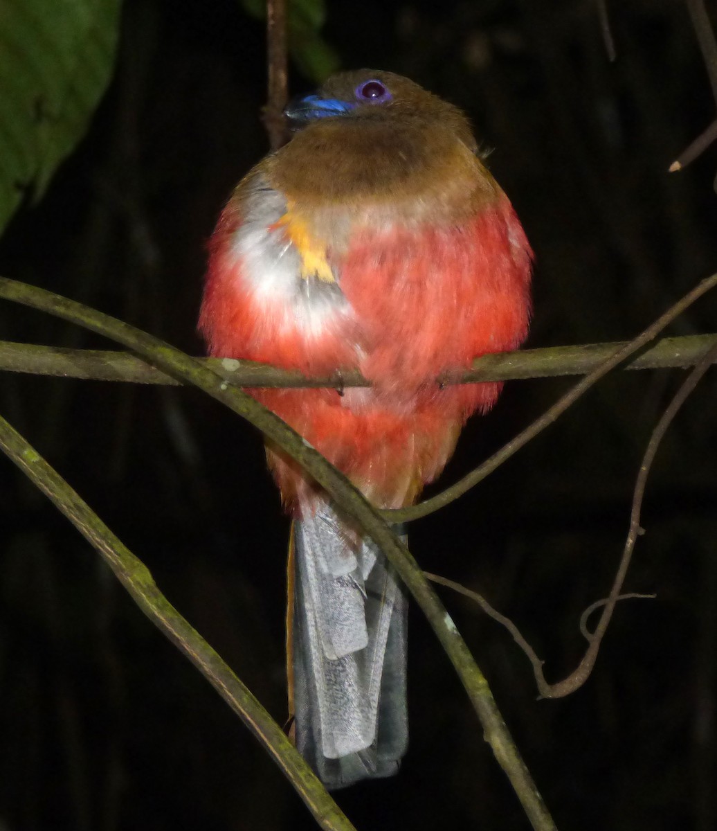 Diard's Trogon - ML39971561