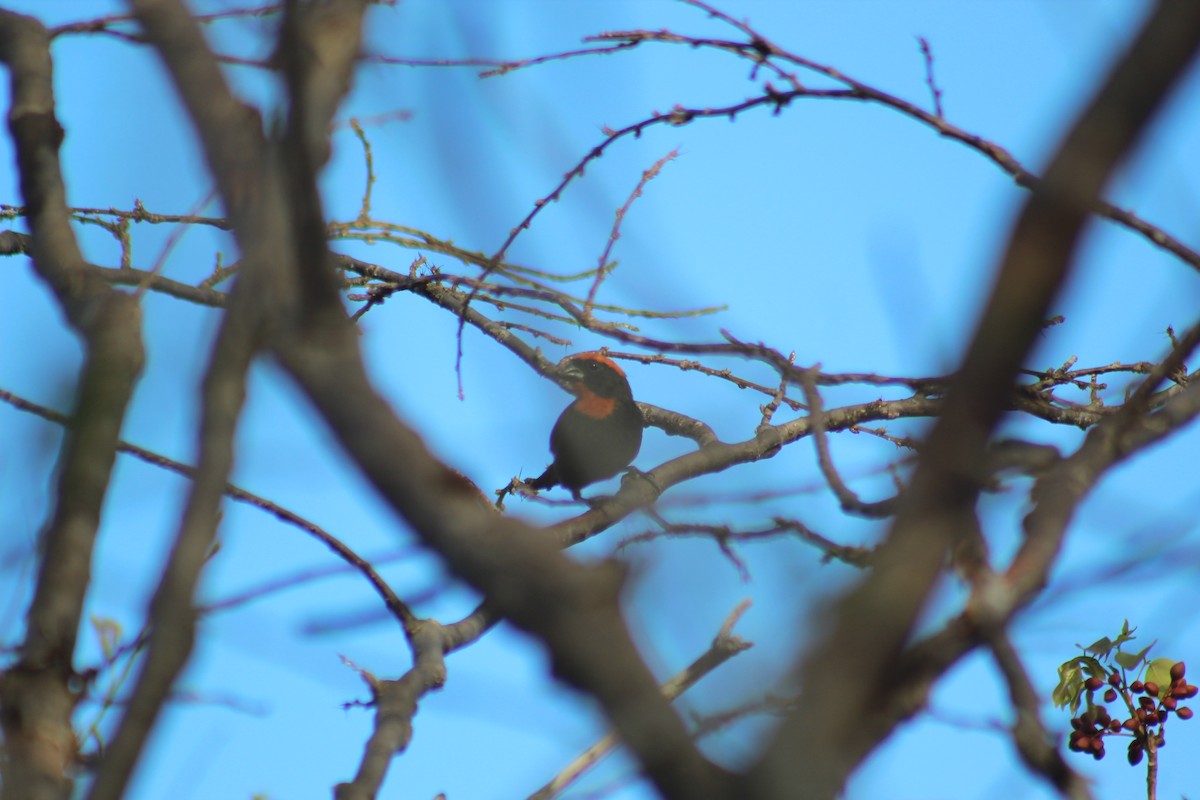 Puerto Rican Bullfinch - ML399716691