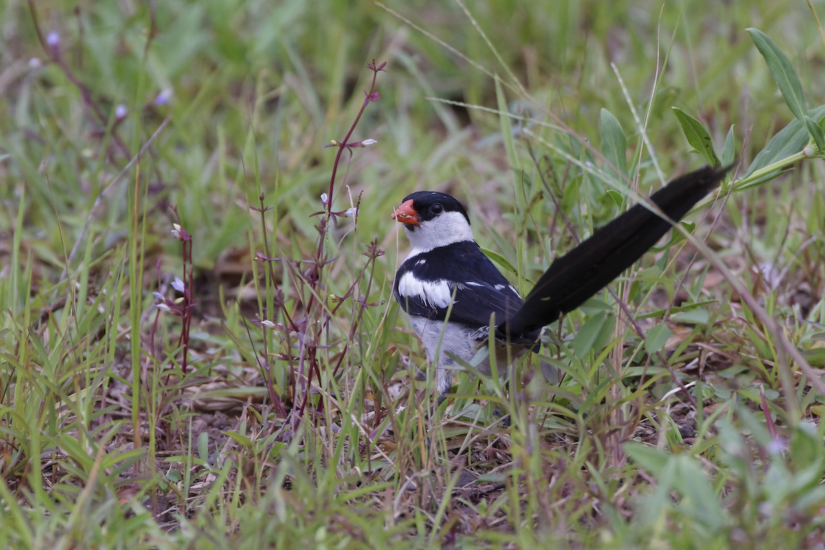Pin-tailed Whydah - ML399716711