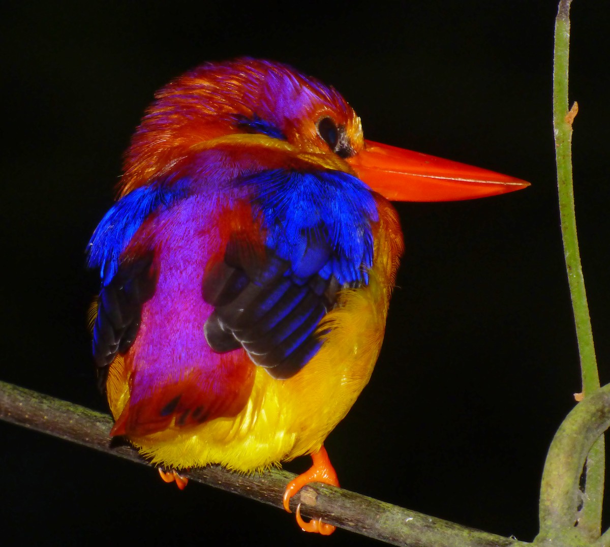 Rufous-backed Dwarf-Kingfisher - ML39971771