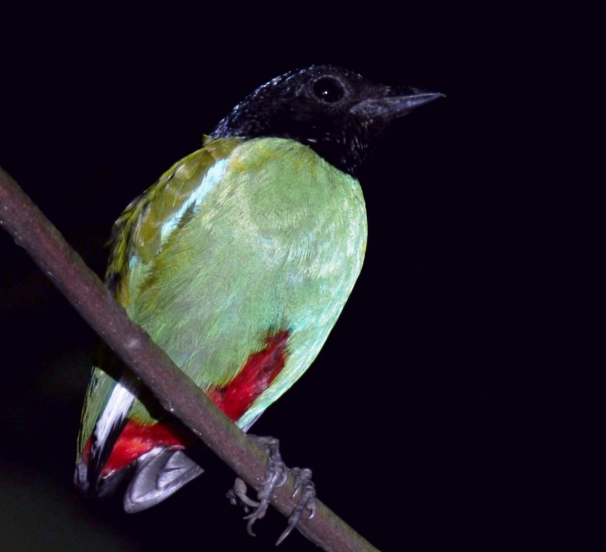 Western Hooded Pitta - ML39971781