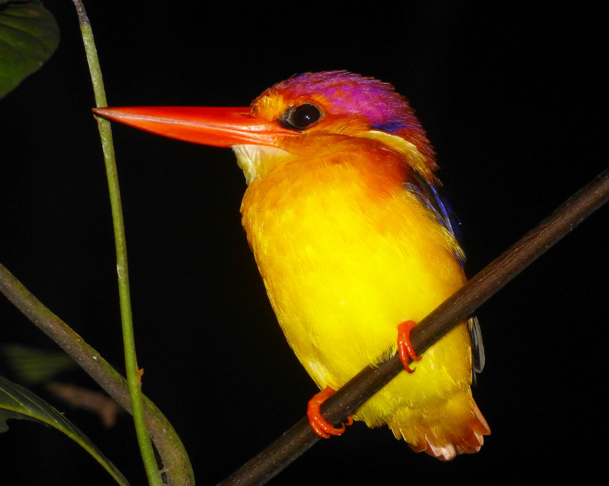 Rufous-backed Dwarf-Kingfisher - ML39971791