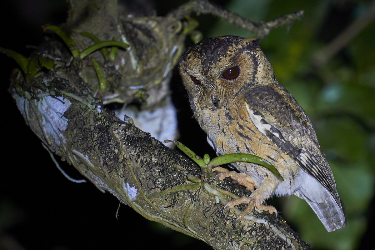 Indian Scops-Owl - ML399718351