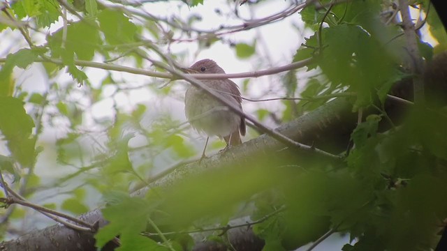 Thrush Nightingale - ML399718601