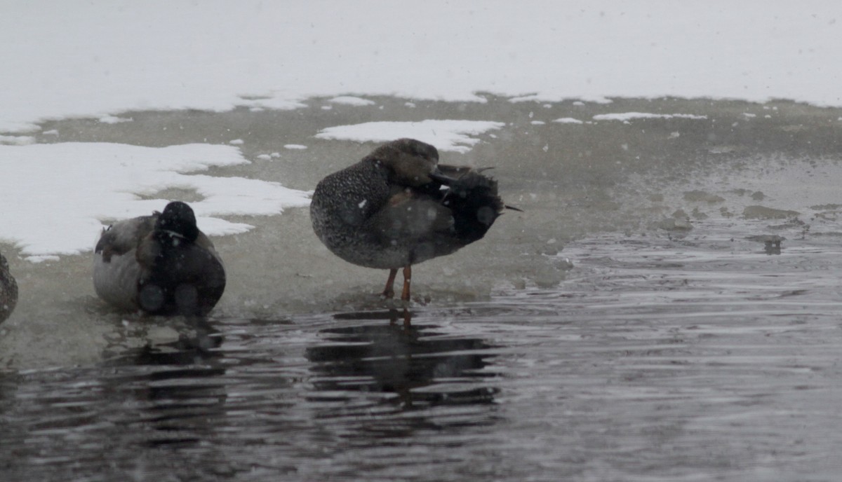 Gadwall - ML39971881