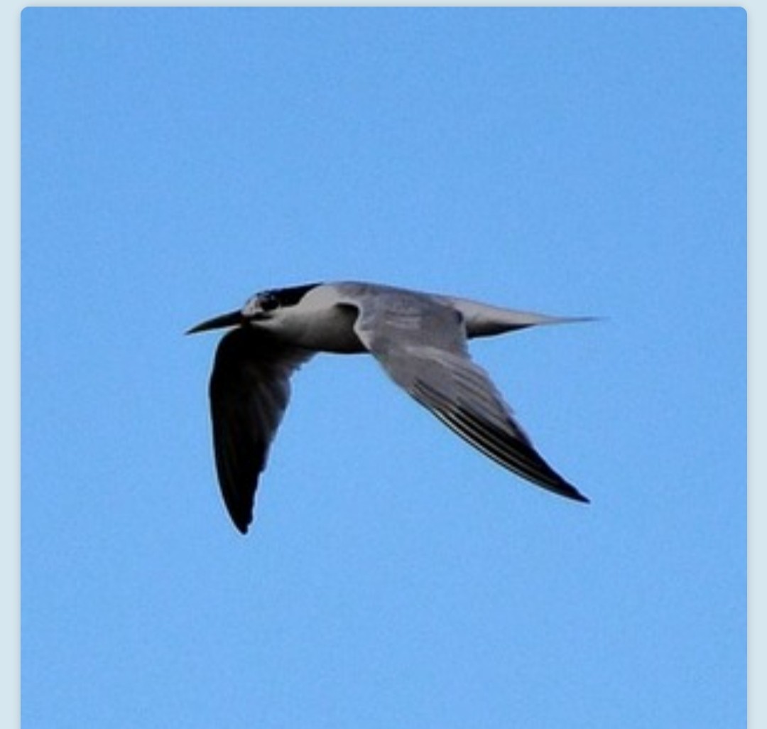 Common Tern - ML399719221