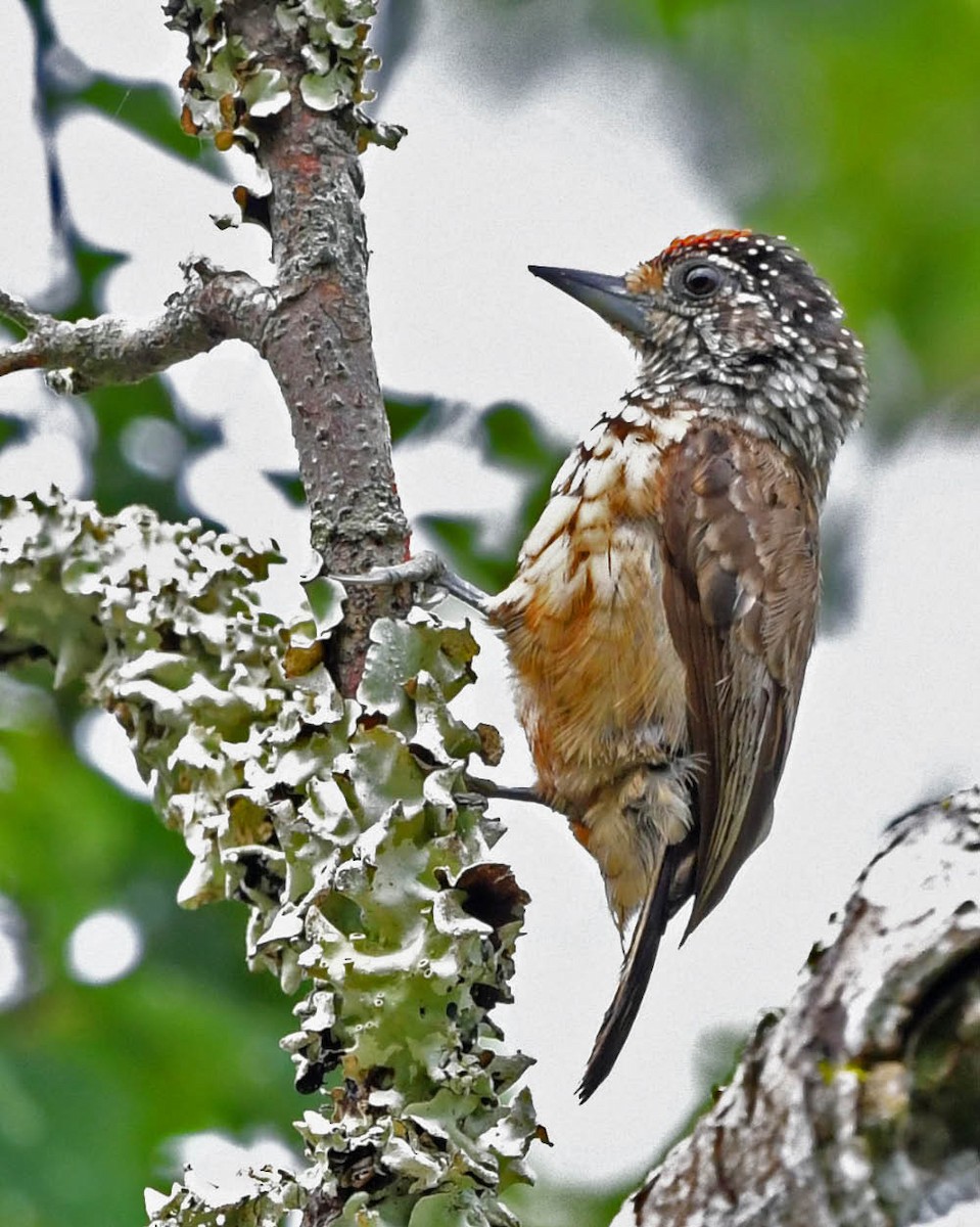 White-wedged Piculet - ML399719631