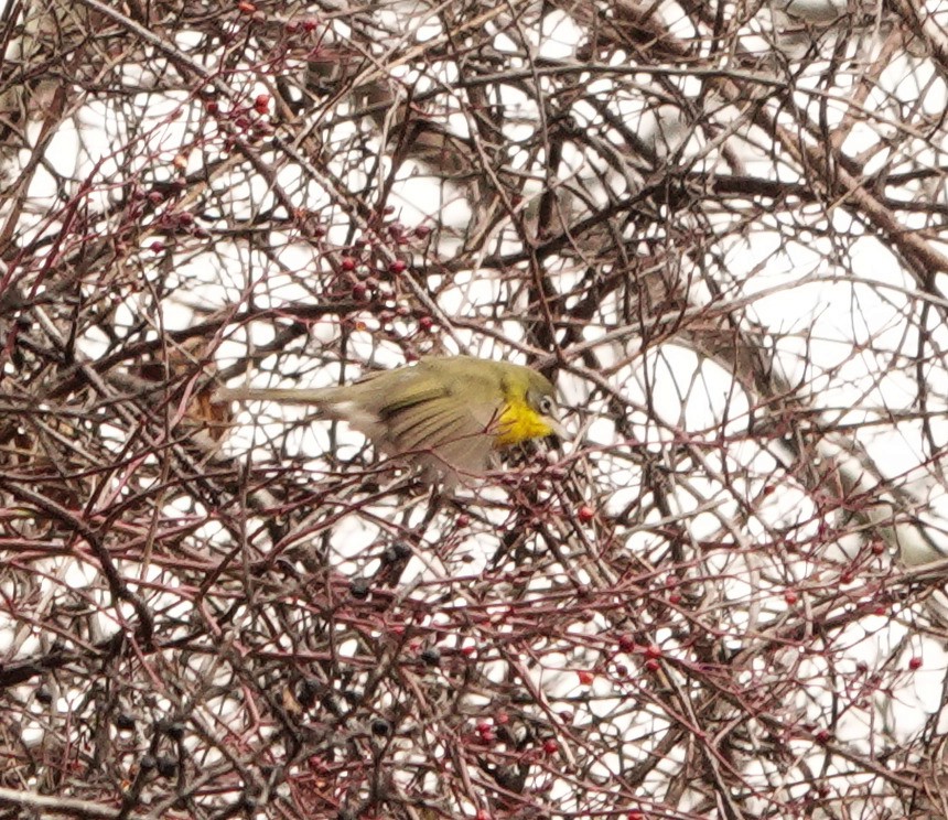 Yellow-breasted Chat (virens) - ML399719961