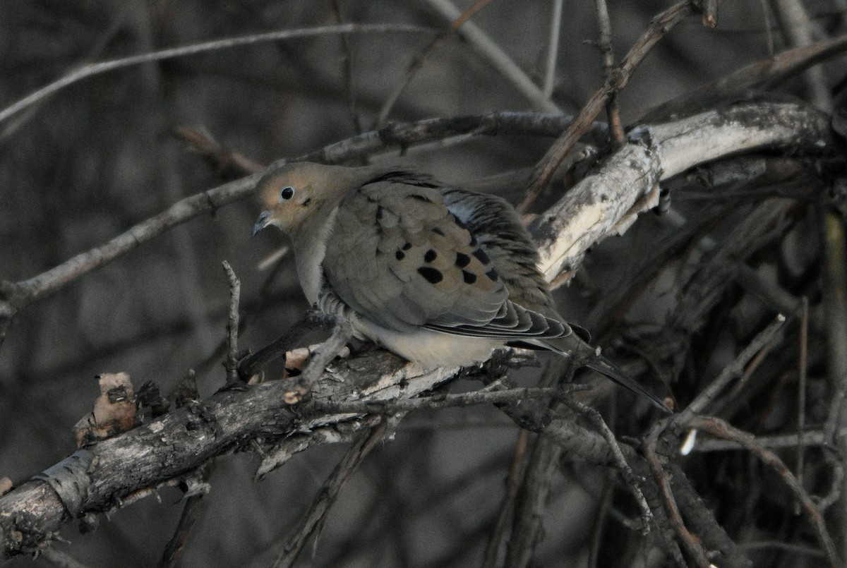 Mourning Dove - jean pierre machet