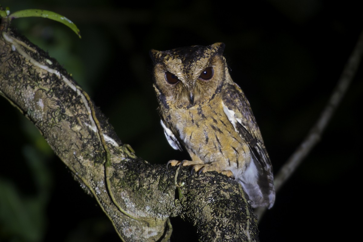 Indian Scops-Owl - ML399720201