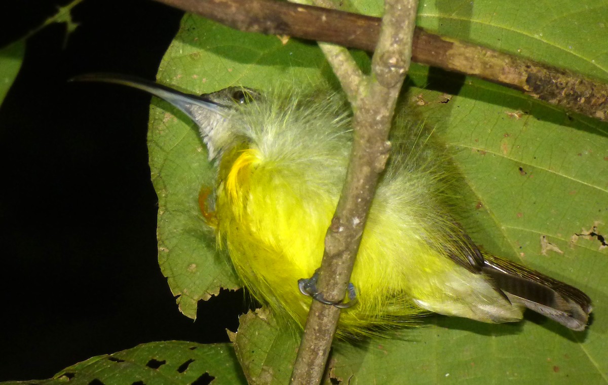 Little Spiderhunter - ML39972021