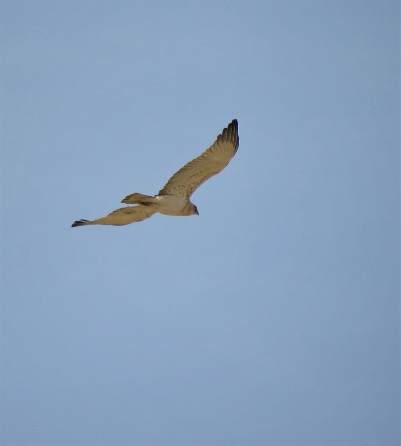 Short-toed Snake-Eagle - Bram Piot