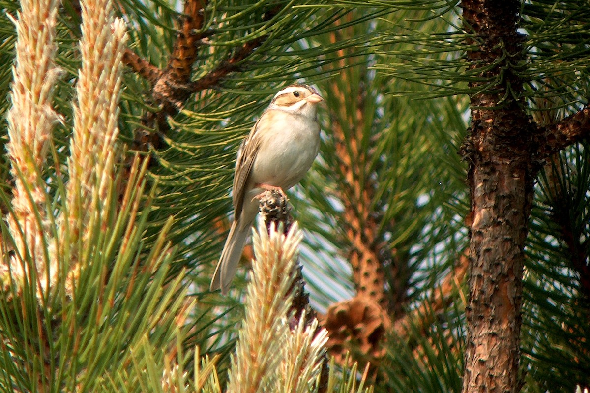 Clay-colored Sparrow - ML399722411
