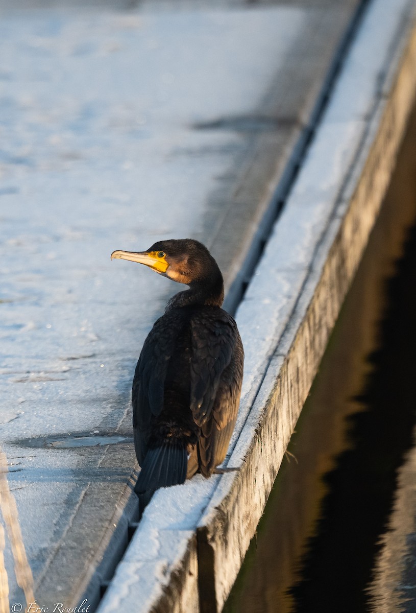 Great Cormorant (Eurasian) - ML399725241