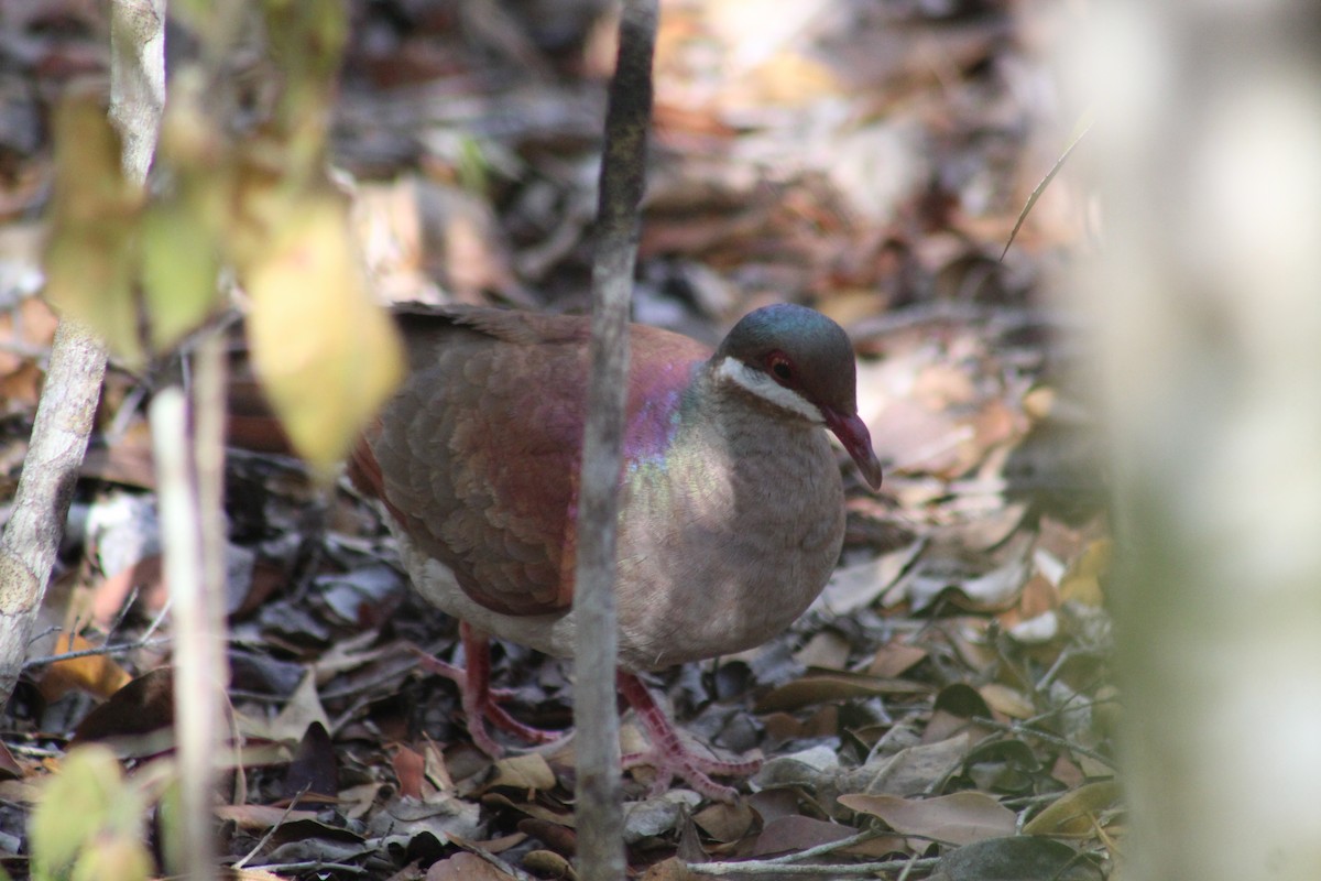 Key West Quail-Dove - ML399726881