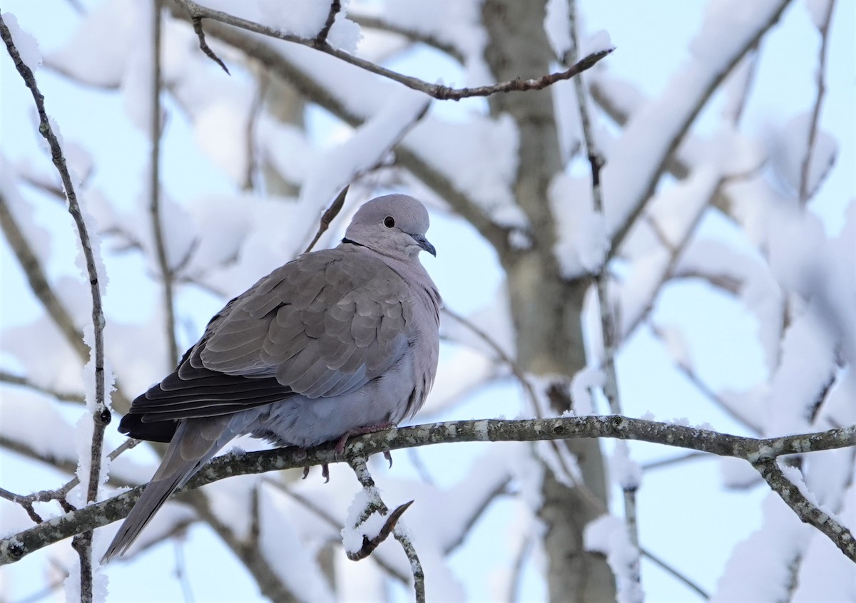 Eurasian Collared-Dove - ML399727981