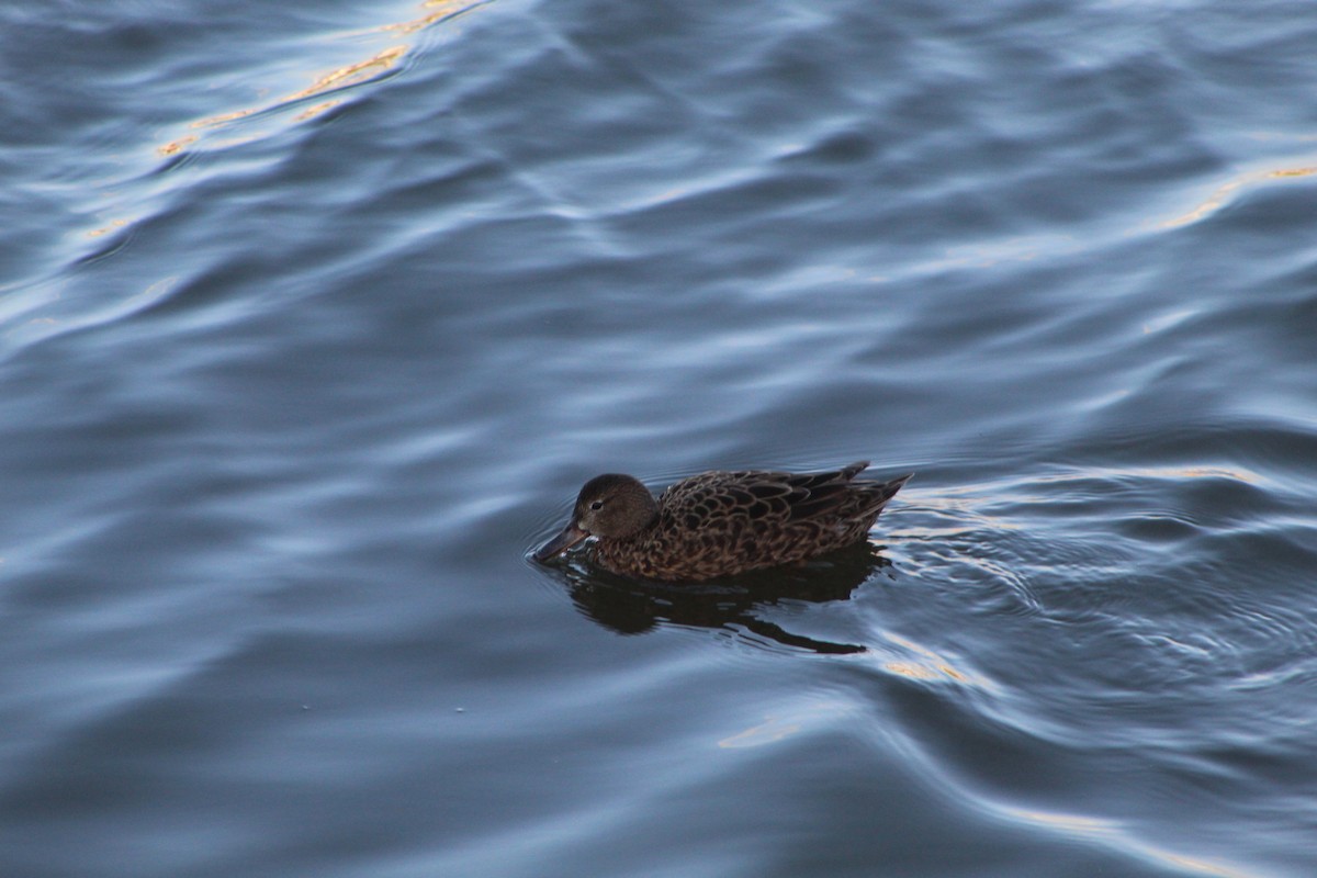 Cinnamon Teal - ML399728311