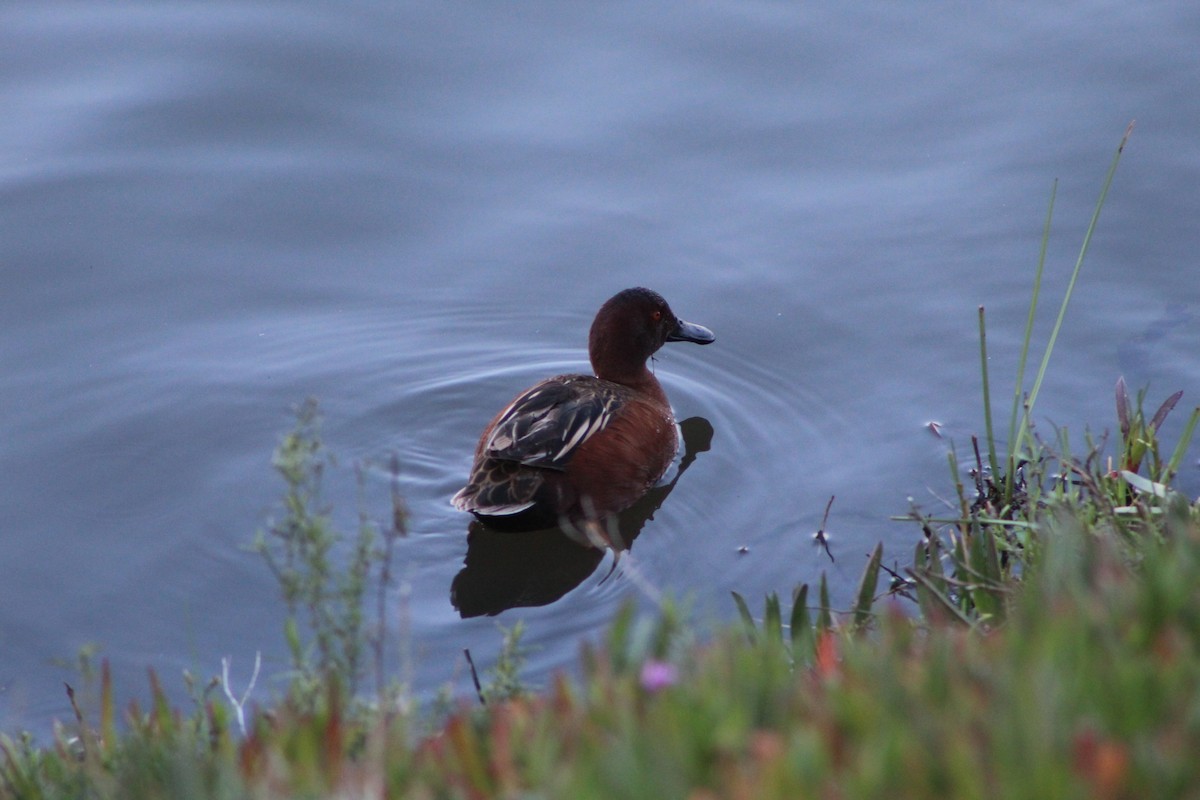 Cinnamon Teal - ML399728351