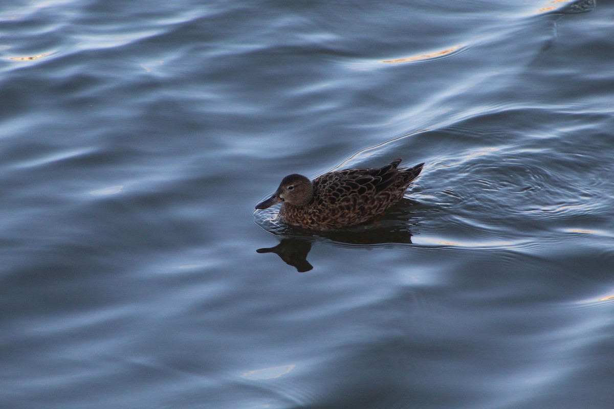 Cinnamon Teal - ML399728361