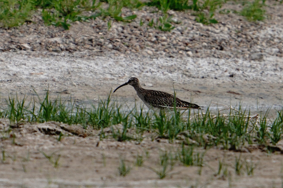 Regenbrachvogel - ML399729311