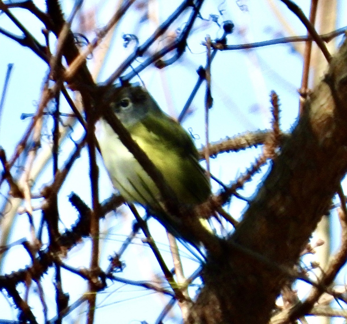 Blue-headed Vireo - ML399729741