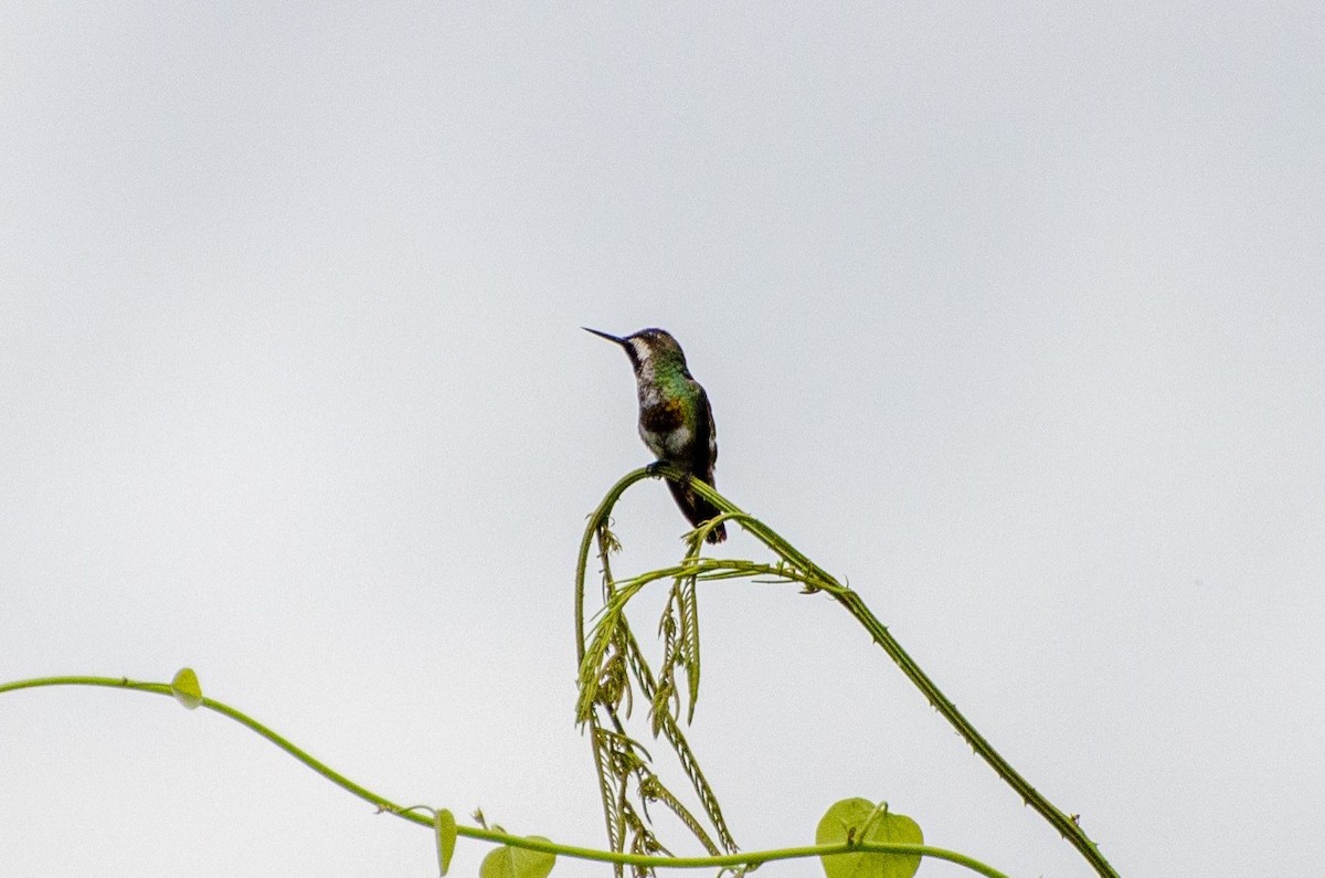 Black-bellied Thorntail - ML399729811