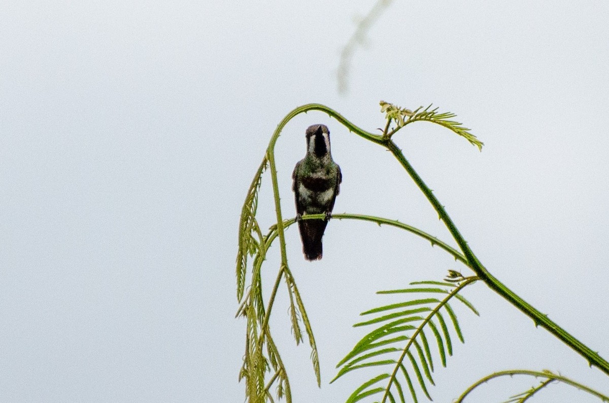 Black-bellied Thorntail - Allisson Cafeseiro