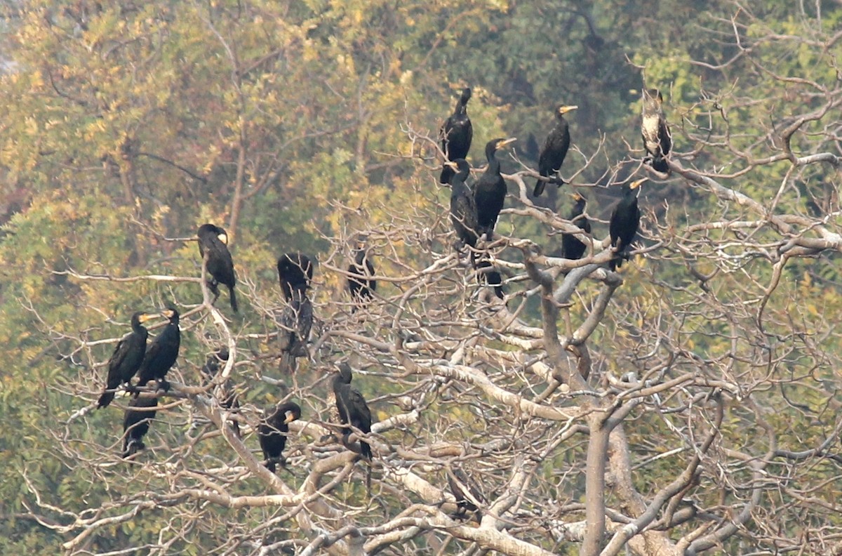 Great Cormorant - CHANDRA BHUSHAN
